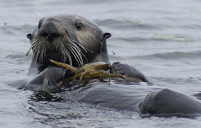 How Were Researchers Able to Keep Track Of What Was Happening To The Otters?
