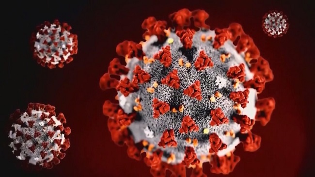 Immunity To The Coronavirus May Persist For Years Scientists Find