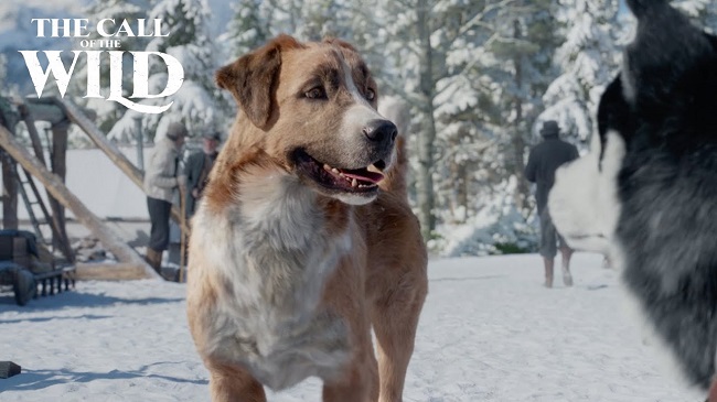 What Kind of Dog is Buck in Call of The Wild 2020